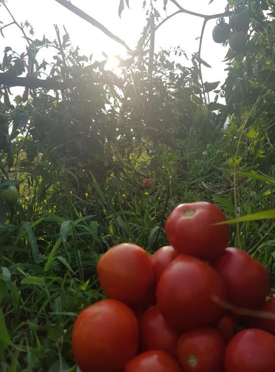 Appartamenti Camere Masi Brenta Rovereto  Buitenkant foto